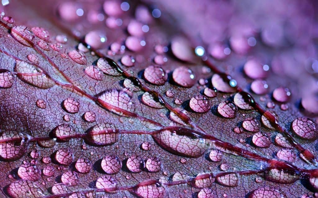 example macro photograph of water droplets on a leaf