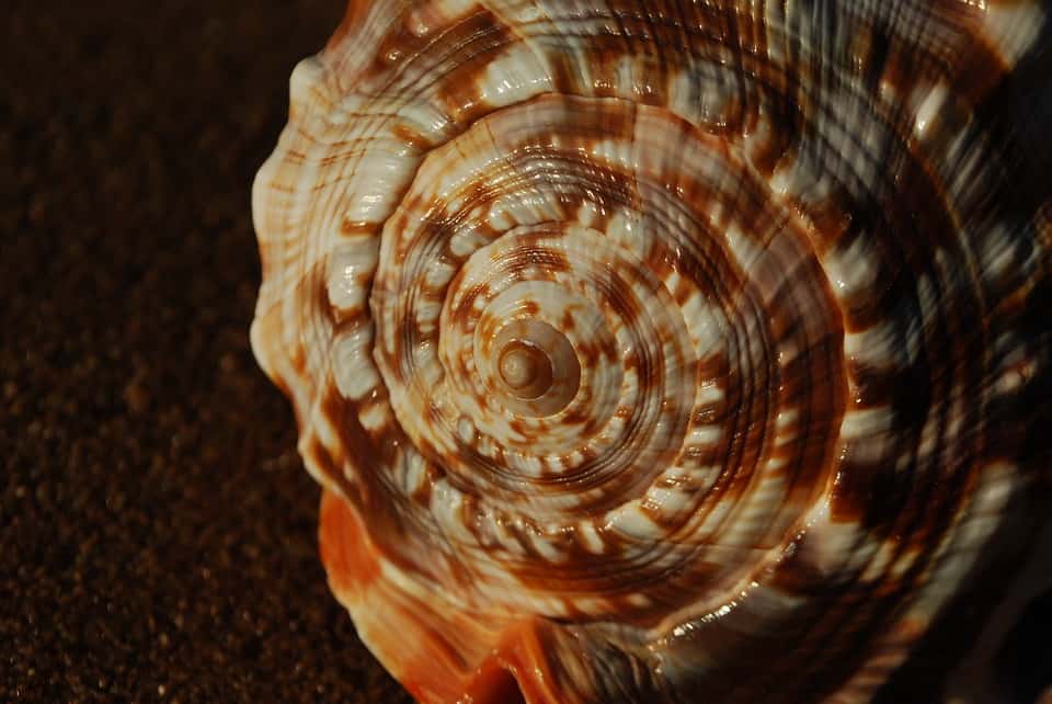 shell-swirl