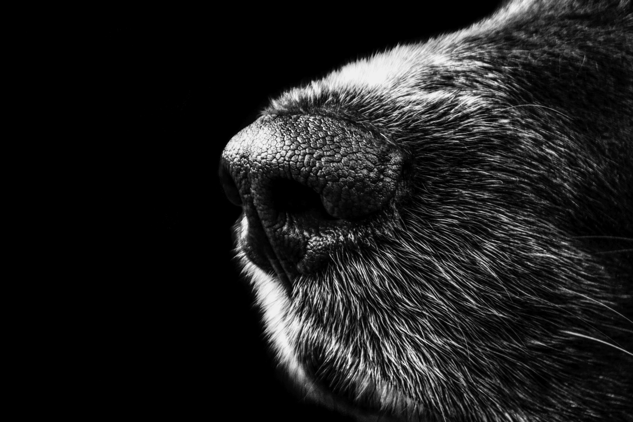 macro photograph of a pet's nose