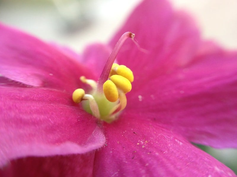 macro flower 2