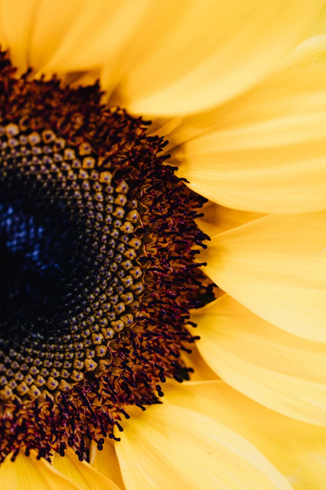 sunflower macro photo