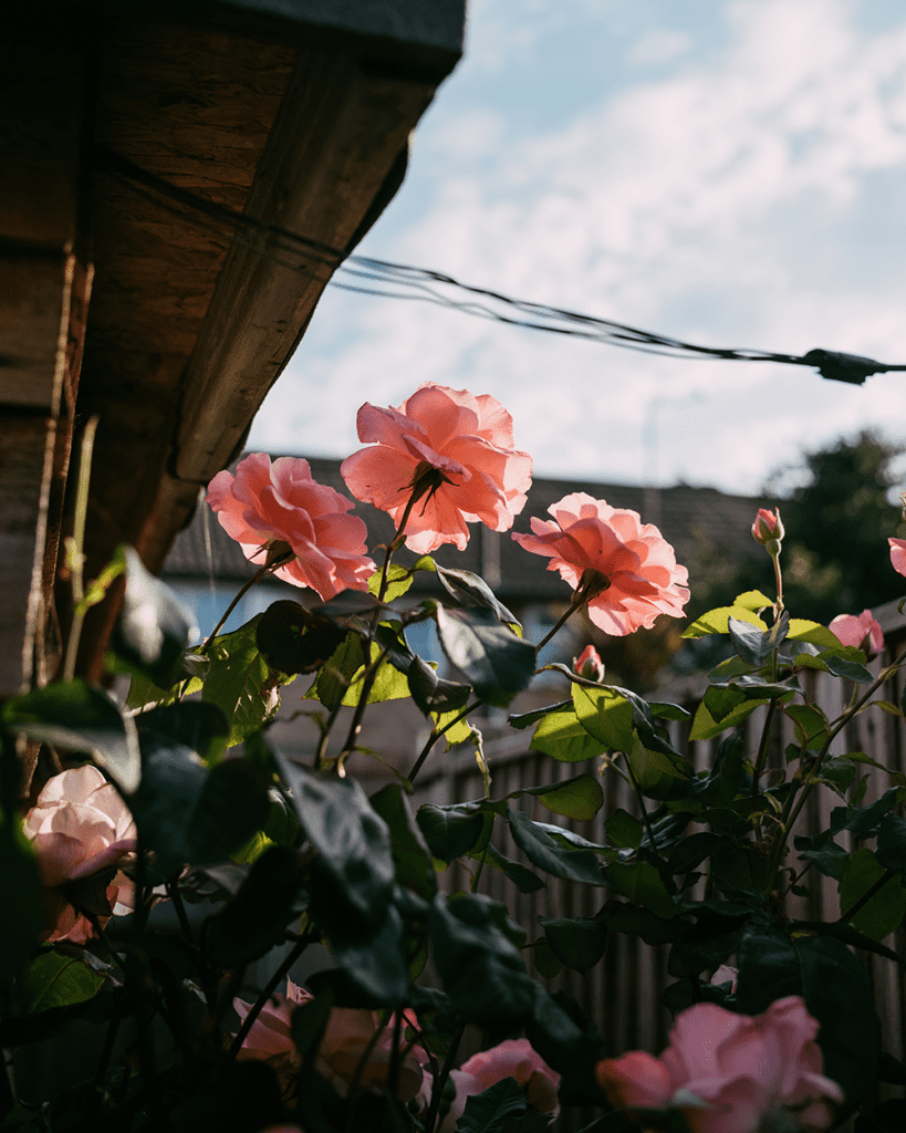 flower photography with a leica