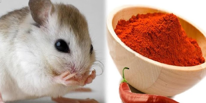 Áp dụng mẹo dân gian về cách trồng rau không bị chuột ăn