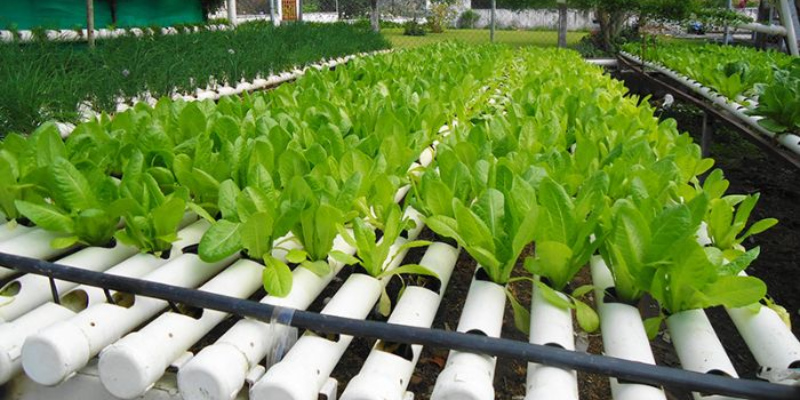 Các bước cần thực hiện trồng rau bằng ống nhựa
