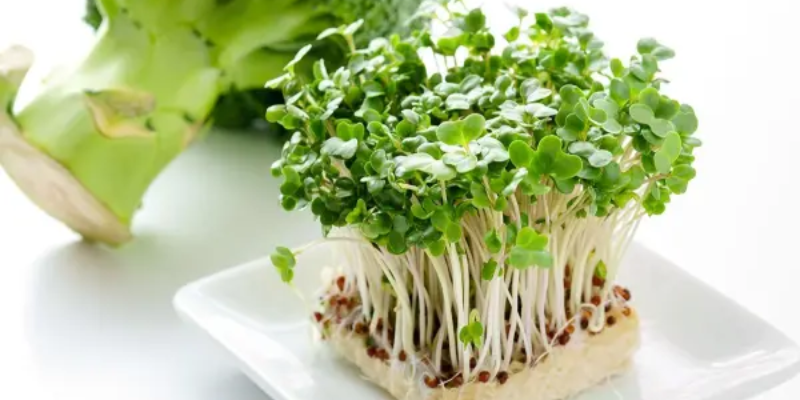 Các bước về cách trồng rau mầm bằng giấy ăn