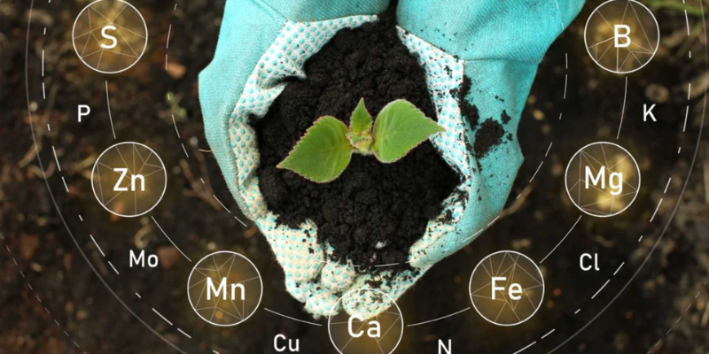Các cách bón humic cho cây phổ biến
