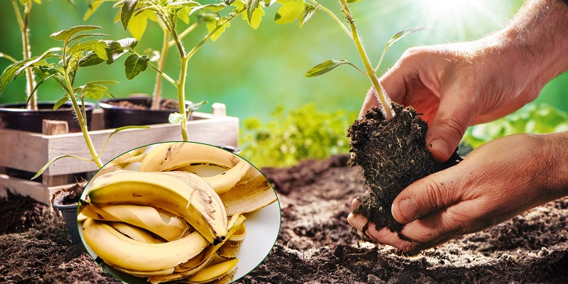 Các cách bón vỏ chuối cho cây phổ biến hiện nay