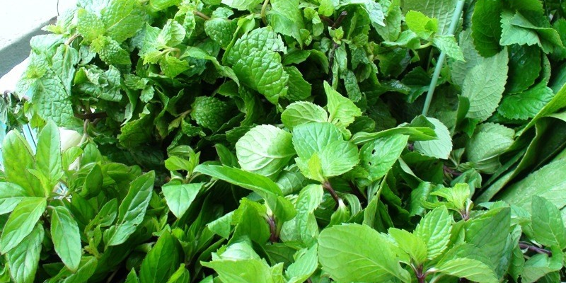 Các cách trồng rau gia vị phổ biến