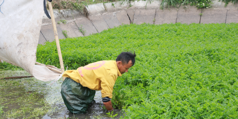 Các loại rau phù hợp để trồng dưới nước