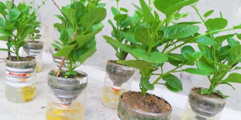 Các loại rau phù hợp để trồng thủy canh bằng chai nhựa