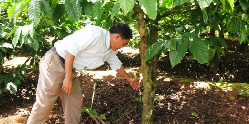 Các nguyên tắc chung khi bón phân cho cà phê