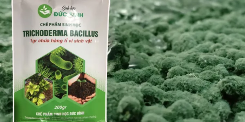 Các phương pháp bón Trichoderma cho cây phổ biến