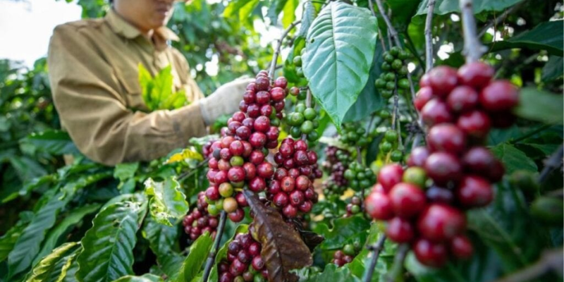 Cách bón phân cho cà phê theo từng giai đoạn phát triển