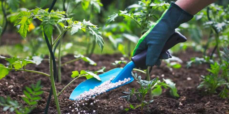 Cách bón phân cho cây ăn quả phù hợp theo từng giai đoạn