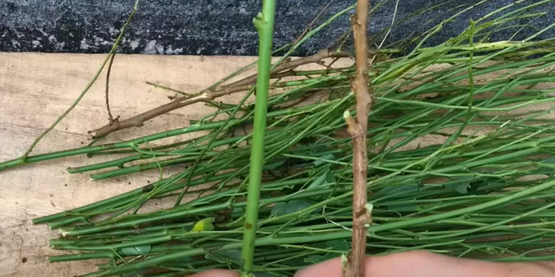 Cách trồng rau ngót bằng cành đạt hiệu quả