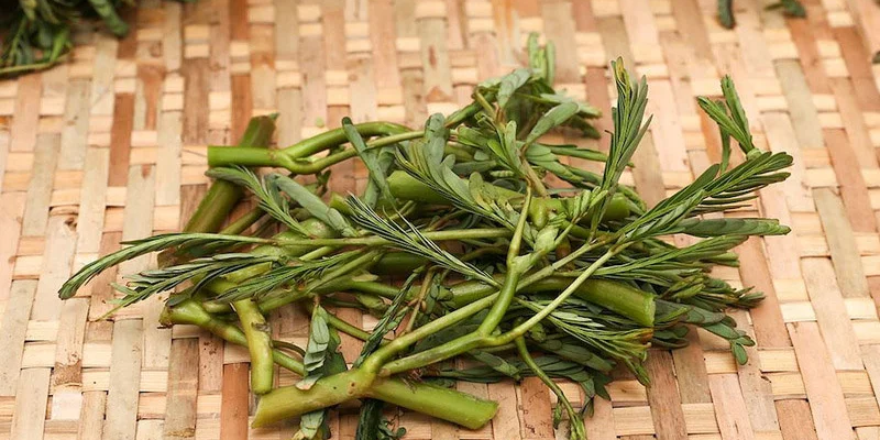 Cách trồng rau nhút trong ao và kỹ thuật chăm sóc
