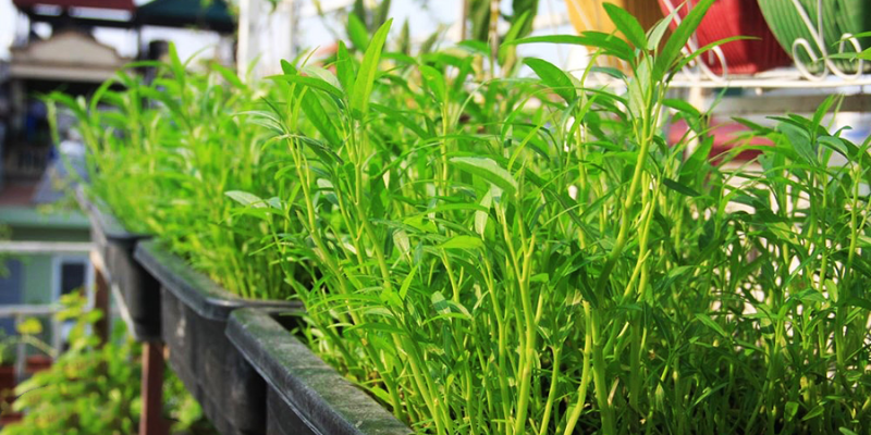 Chọn hạt giống rau muống và chuẩn bị đất trồng
