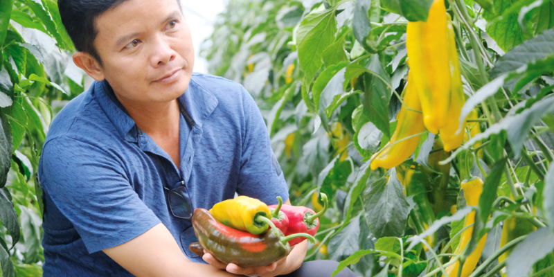Chuẩn bị cành giâm và dụng cụ cần thiết