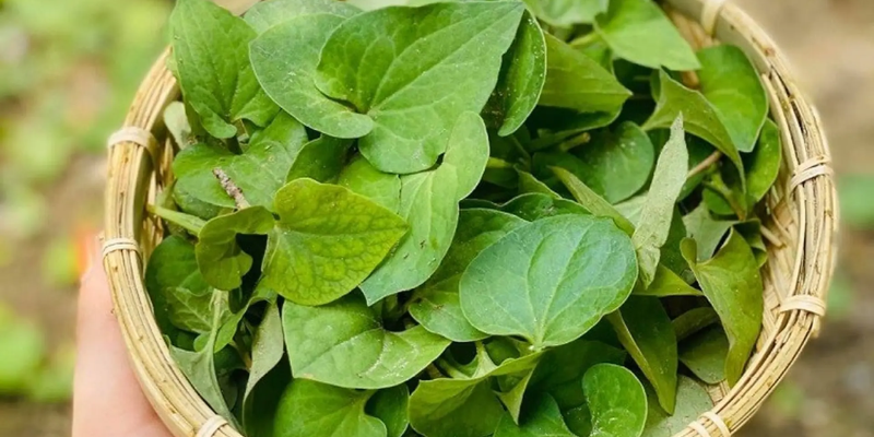 Chuẩn bị đất và chọn giống để trồng rau diếp cá
