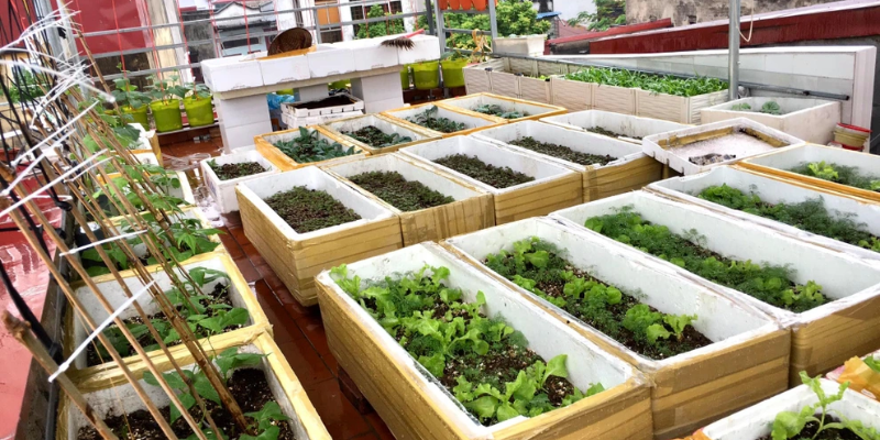 Chuẩn bị dụng cụ và nguyên liệu cần thiết để trồng rau đắng trong thùng xốp