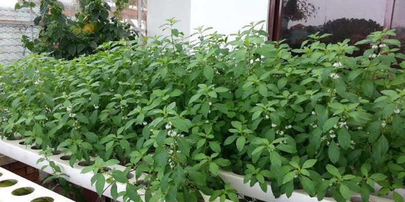 Chuẩn bị dụng cụ và nguyên liệu cần thiết để trồng rau không cần đất