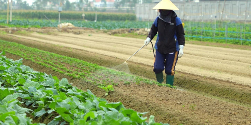 Chuẩn bị hạt giống rau cải và đất trồng