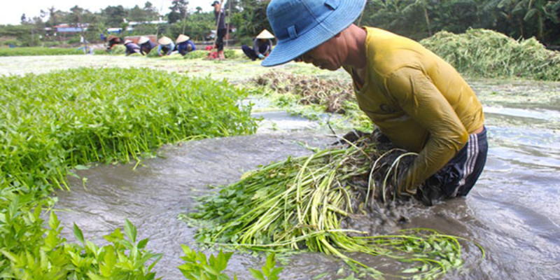 Chuẩn bị hệ thống trồng rau dưới nước