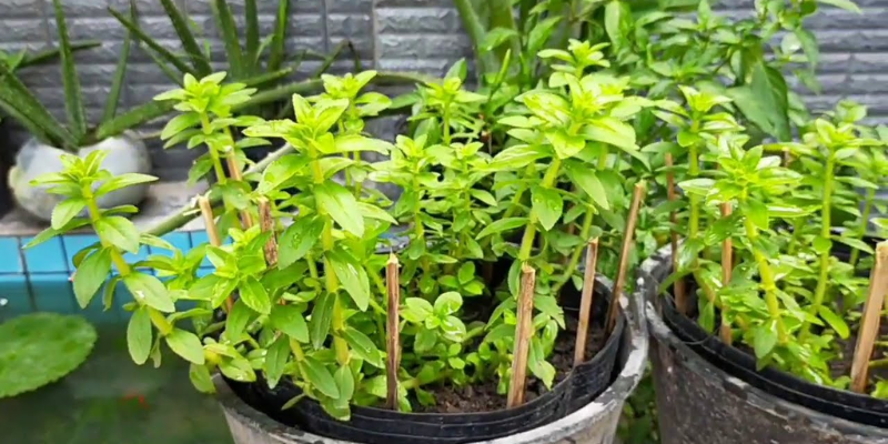 Đặc điểm của rau ngổ