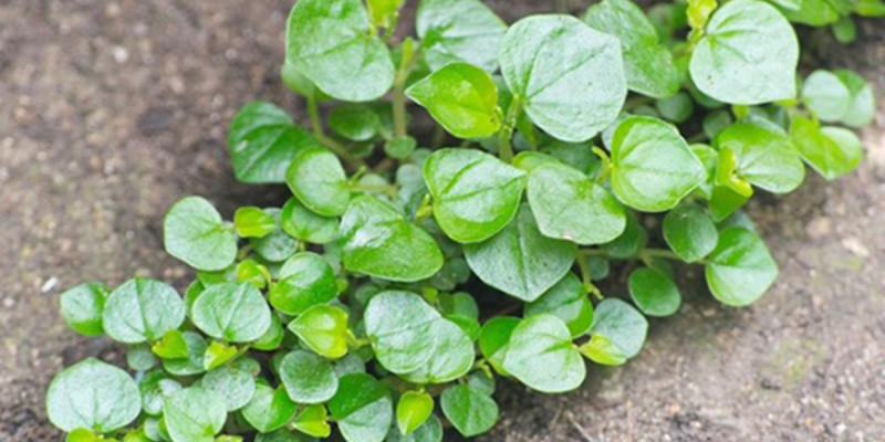 Đặc điểm và giá trị của rau càng cua