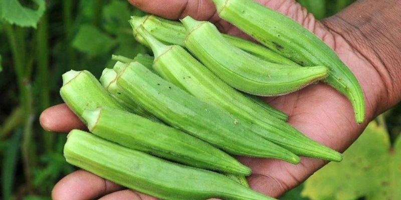 Đặc điểm và lợi ích về cách trồng rau đậu bắp