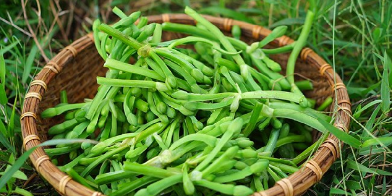 Giới thiệu về rau kèo nèo và đặc điểm sinh trưởng