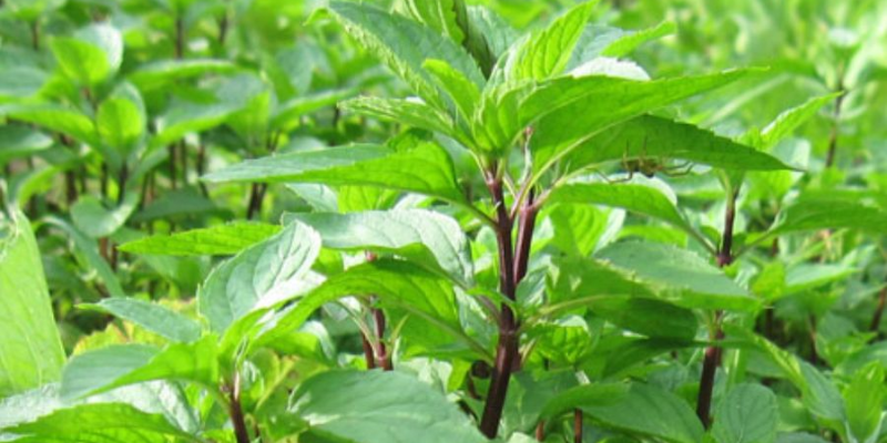 Hướng dẫn cách chăm sóc rau é trắng sau khi trồng