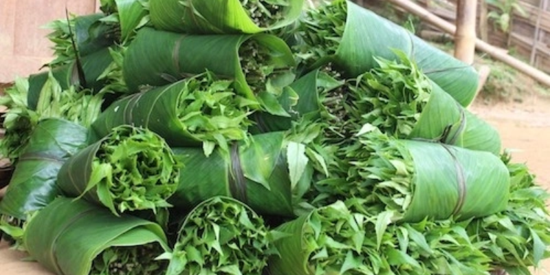 Hướng dẫn cách chăm sóc rau lủi rừng