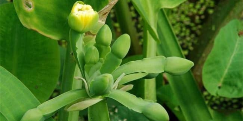 Hướng dẫn cách chăm sóc và bón phân cho cây rau kèo nèo