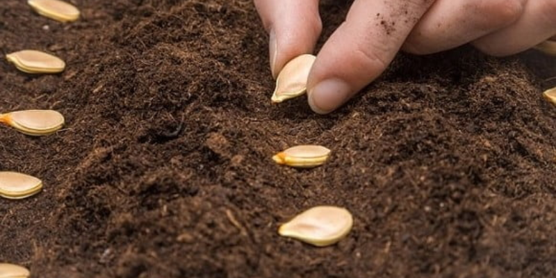 Hướng dẫn cách trồng rau bí ăn ngọn và kỹ thuật chăm sóc