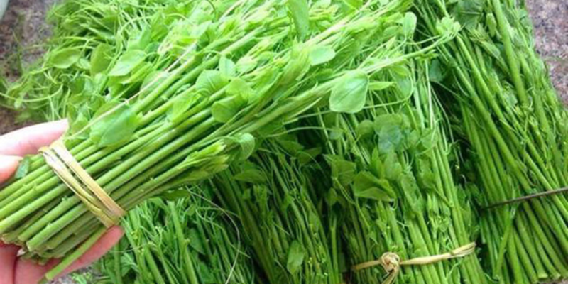 Hướng dẫn cách trồng rau bò khai đúng kỹ thuật