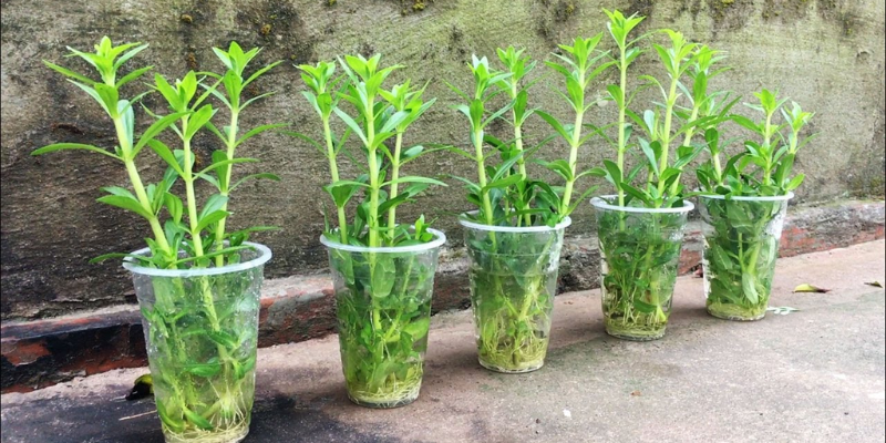 Hướng dẫn cách trồng rau ngổ trong nước