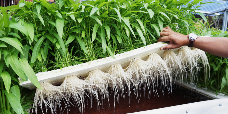 Khái niệm và lợi ích về cách trồng rau không cần đất