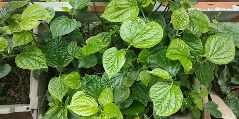 Khái quát đặc điểm và lợi ích của cây lá lốt