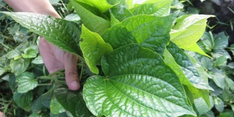 Khâu chuẩn bị để tiến hành trồng lá lốt