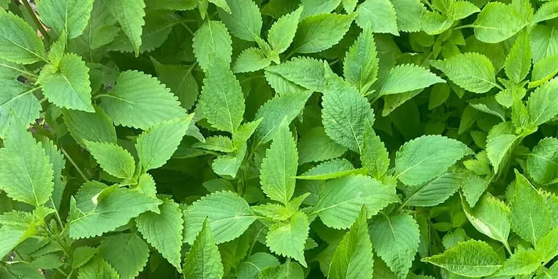 Kỹ thuật chăm sóc rau kinh giới