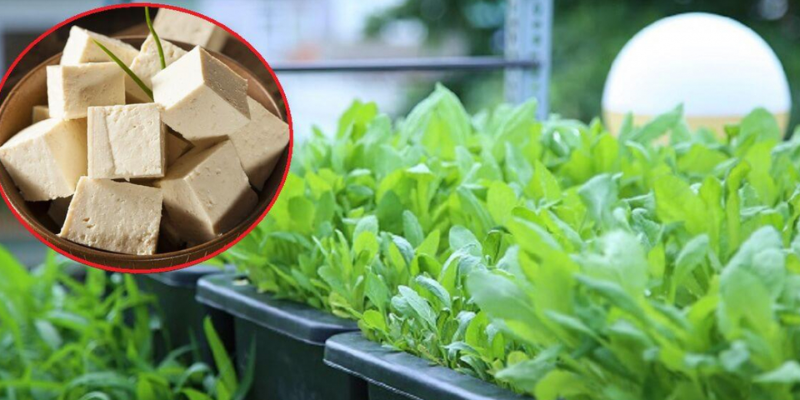 Lợi ích của bã đậu nành đối với từng loại cây