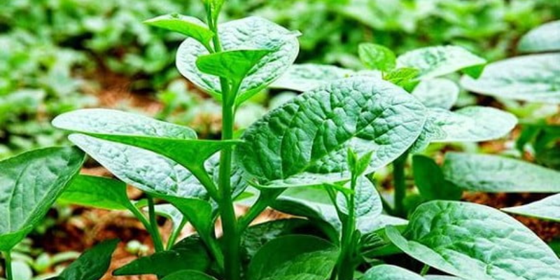 Lợi ích của việc trồng rau mồng tơi bằng hạt