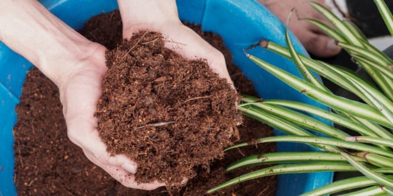 Lợi ích của xơ dừa đối với việc trồng cây