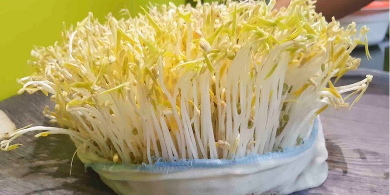 Lợi ích khi tự trồng rau giá tại nhà