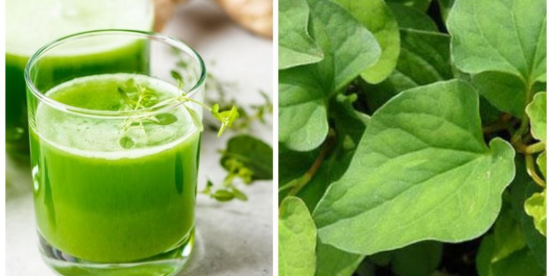 Lợi ích và đặc điểm của rau diếp cá