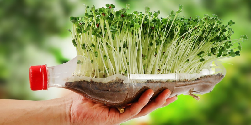 Lợi ích về cách trồng rau thủy canh tại nhà bằng chai nhựa