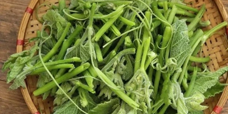 Lựa chọn giống và thời vụ trồng rau bí đỏ