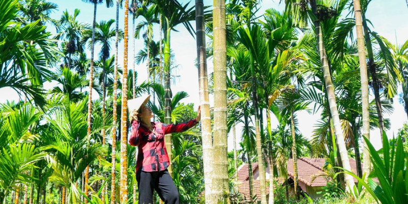 Nhu cầu dinh dưỡng của cây cau theo mỗi từng giai đoạn