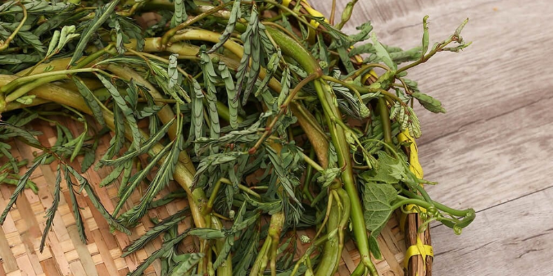 Phòng ngừa về những sâu bệnh và các vấn đề thường gặp